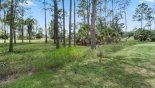 Orlando Villa for rent direct from owner, check out the View from villa pool towards golf course through trees